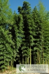 Phyllostachys vivax Huanvenzhu