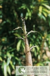 Phyllostachys vivax Huanvenzhu