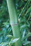 Phyllostachys vivax McClure