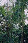 Himalayacalamus cupreus C.M.A.Stapleton