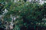 Himalayacalamus porcatus