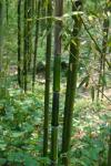 Phyllostachys aureosulcata McClure f.tateshima