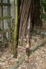 Phyllostachys violascens