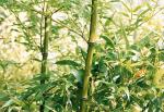 Phyllostachys bambusoides  katashibo