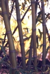 Phyllostachys dulcis McClure