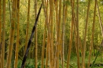 Phyllostachys edulis (Carr.) f. holochrysa