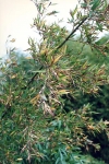 Phyllostachys fimbriligula Wen Phyllostachys fimbriligula Wen