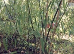 Phyllostachys flexuosa