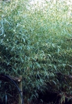 Phyllostachys flexuosa