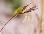 Phyllostachys flexuosa