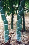 Phyllostachys heterocycla Matsumura