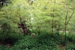 Phyllostachys heterocycla Matsumura