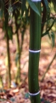 Phyllostachys incarnata