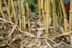 Phyllostachys aureosulcata Spectabilis-Lama Tempel