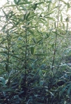 Phyllostachys lithophila Hayata