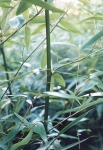 Phyllostachys lithophila Hayata