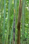 Phyllostachys makinoi Hayata