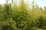 Phyllostachys montana