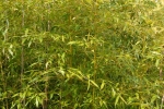 Phyllostachys montana