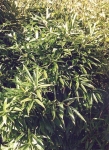 Phyllostachys nidularia Munro Phyllostachys nidularia Munro