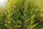 Phyllostachys nidularia Munro f.glabro-vagina Phyllostachys nidularia Munro f.glabro-vagina