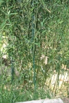 Phyllostachys aureosulcata Alata