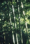 Phyllostachys platygloss