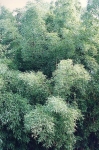 Phyllostachys prominens Phyllostachys prominens