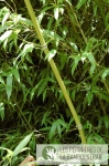 Phyllostachys  Tip Top varioauriculata