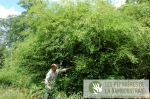 Phyllostachys  Tip Top varioauriculata