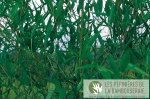 Phyllostachys heteroclada Phyllostachys heteroclada