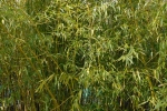 Phyllostachys rivalis