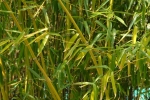 Phyllostachys rivalis Phyllostachys rivalis