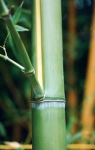 Phyllostachys viridis (R.A. Young) McClure f.houzeauana