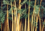 Phyllostachys viridis (R.A. Young) McClure f.youngii Phyllostachys viridis (R.A. Young) McClure f.youngii