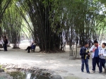 Bambuspark in China Bambuspark in China