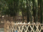 Bambuspark in China Bambuspark in China