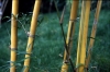 Neosinocalamus affinis (Rendle) Keng f. f.flavidorivens  in China, Yunnan, Kunming, june 1999