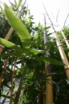 Phyllostachys vivax aureocaulis Phyllostachys vivax aureocaulis
