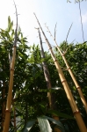 Phyllostachys vivax aureocaulis