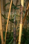 Phyllostachys vivax aureocaulis