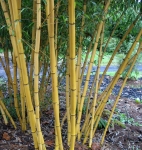 Phyllostachys vivax aureocaulis Phyllostachys vivax aureocaulis