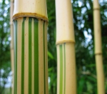 Phyllostachys vivax  aureocaulis