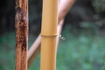 Phyllostachys vivax aureocaulis Phyllostachys vivax aureocaulis