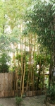 Phyllostachys vivax Aureocaulis