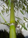 Phyllostachys iridescens