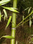 Phyllostachys iridescens