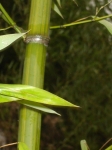 Phyllostachys iridescens