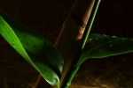 Bambus Impression