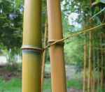 Phyllostachys aureosulcata Aureocaulis